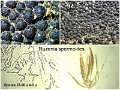 Ruzenia spermoides-amf1141
